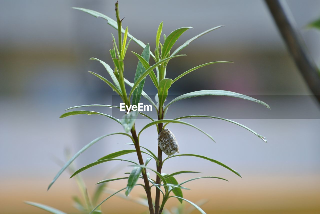 CLOSE-UP OF PLANTS