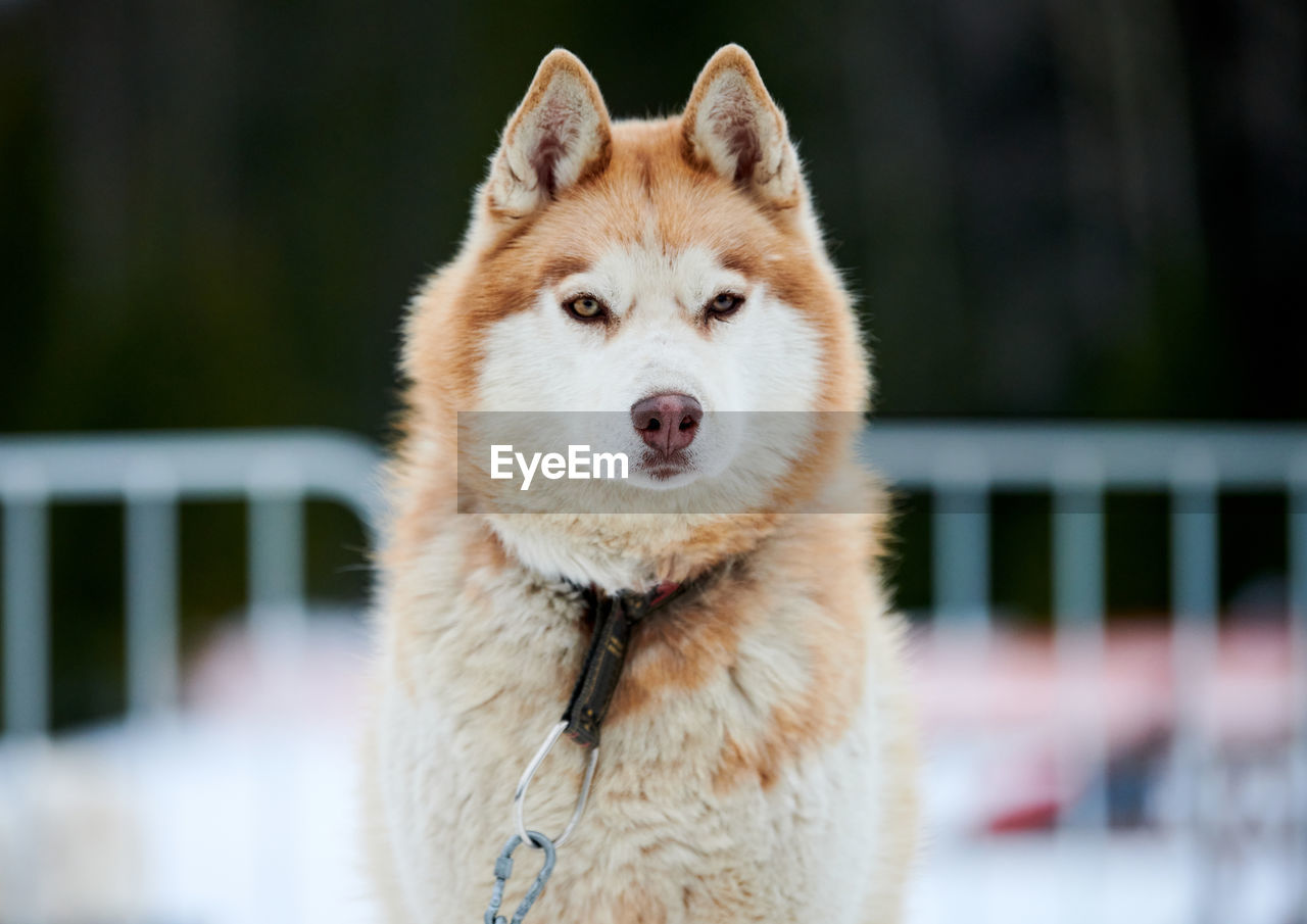 CLOSE-UP PORTRAIT OF DOG