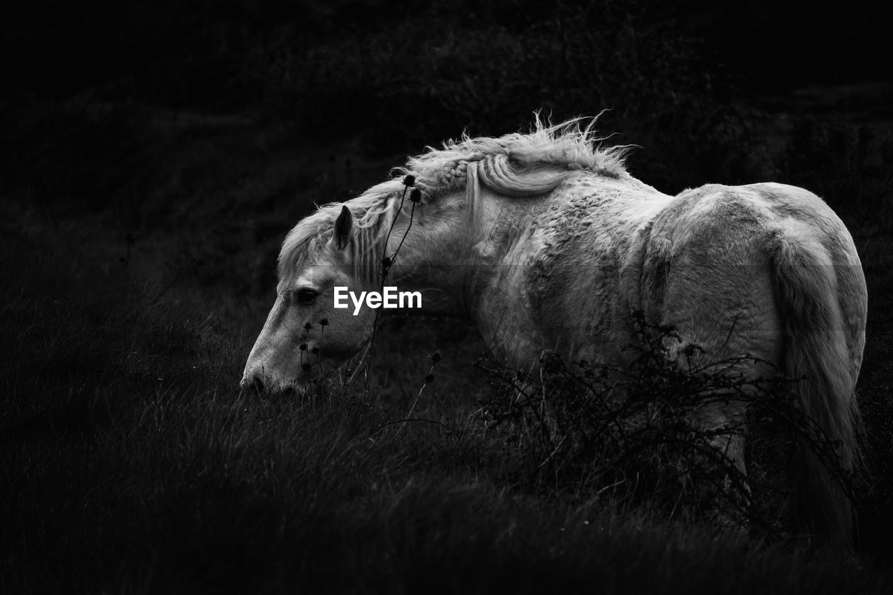 Side view of calm white horse eating grass while pasturing in field in countryside