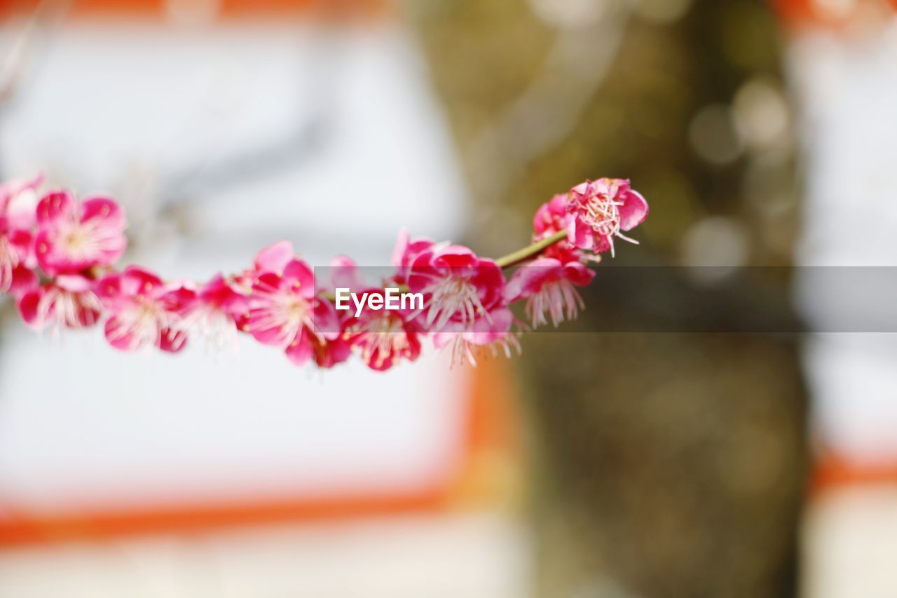 PINK FLOWERS BLOOMING OUTDOORS