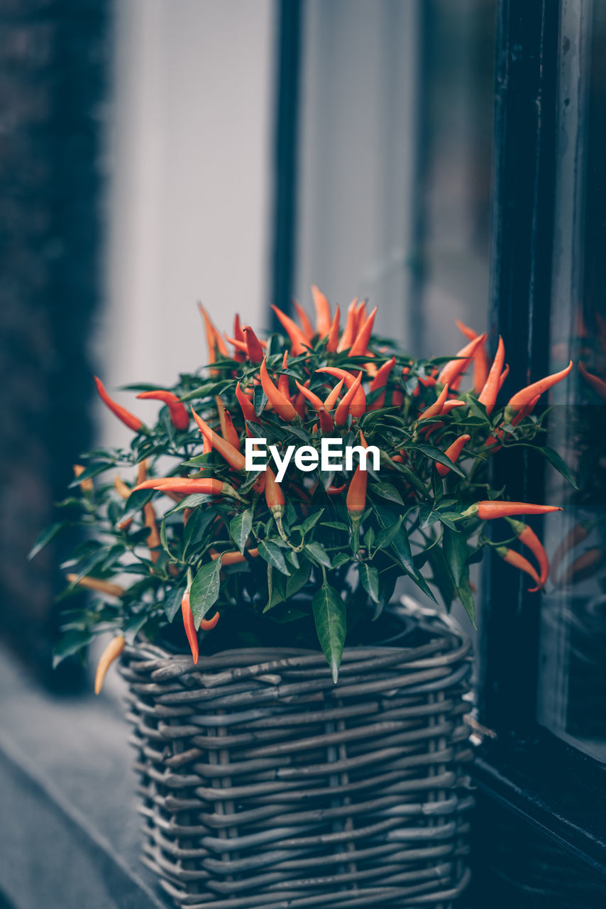 CLOSE-UP OF POTTED FLOWERS