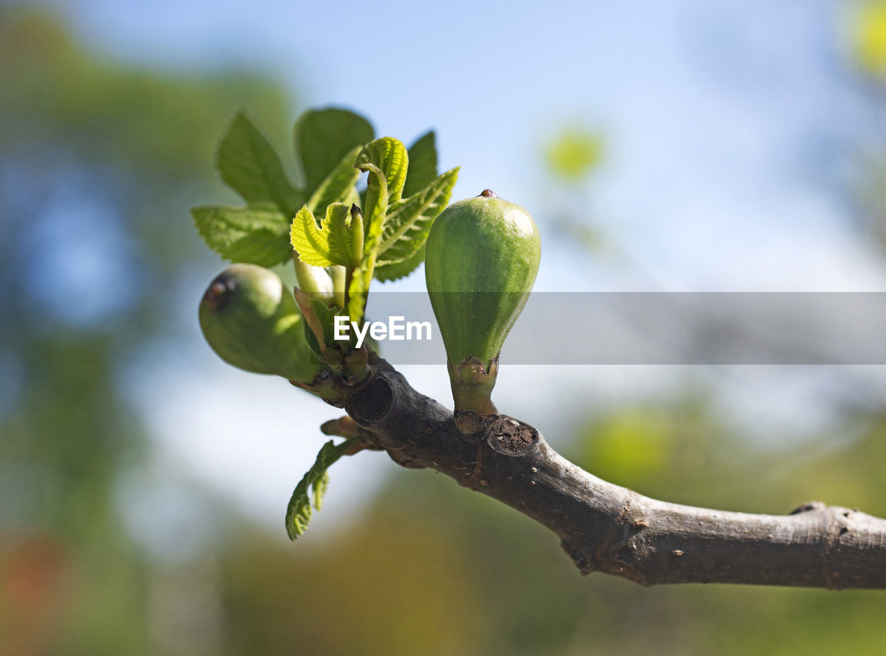 green, branch, plant, nature, tree, blossom, bud, macro photography, leaf, flower, close-up, yellow, produce, food and drink, food, plant part, fruit, growth, no people, focus on foreground, healthy eating, outdoors, beauty in nature, day, freshness, environment, plant stem, shrub, social issues, sunlight, agriculture, environmental conservation, springtime