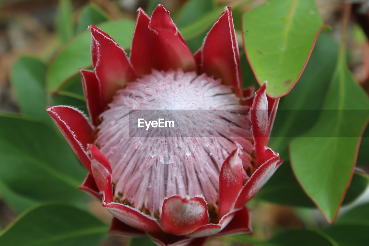 Close-up of pink flowering plant