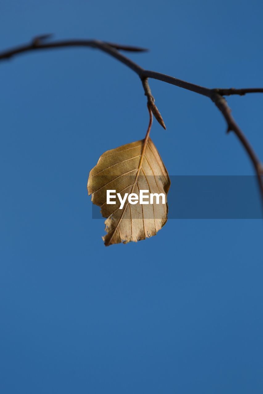 Low angle view of leaf against clear blue sky