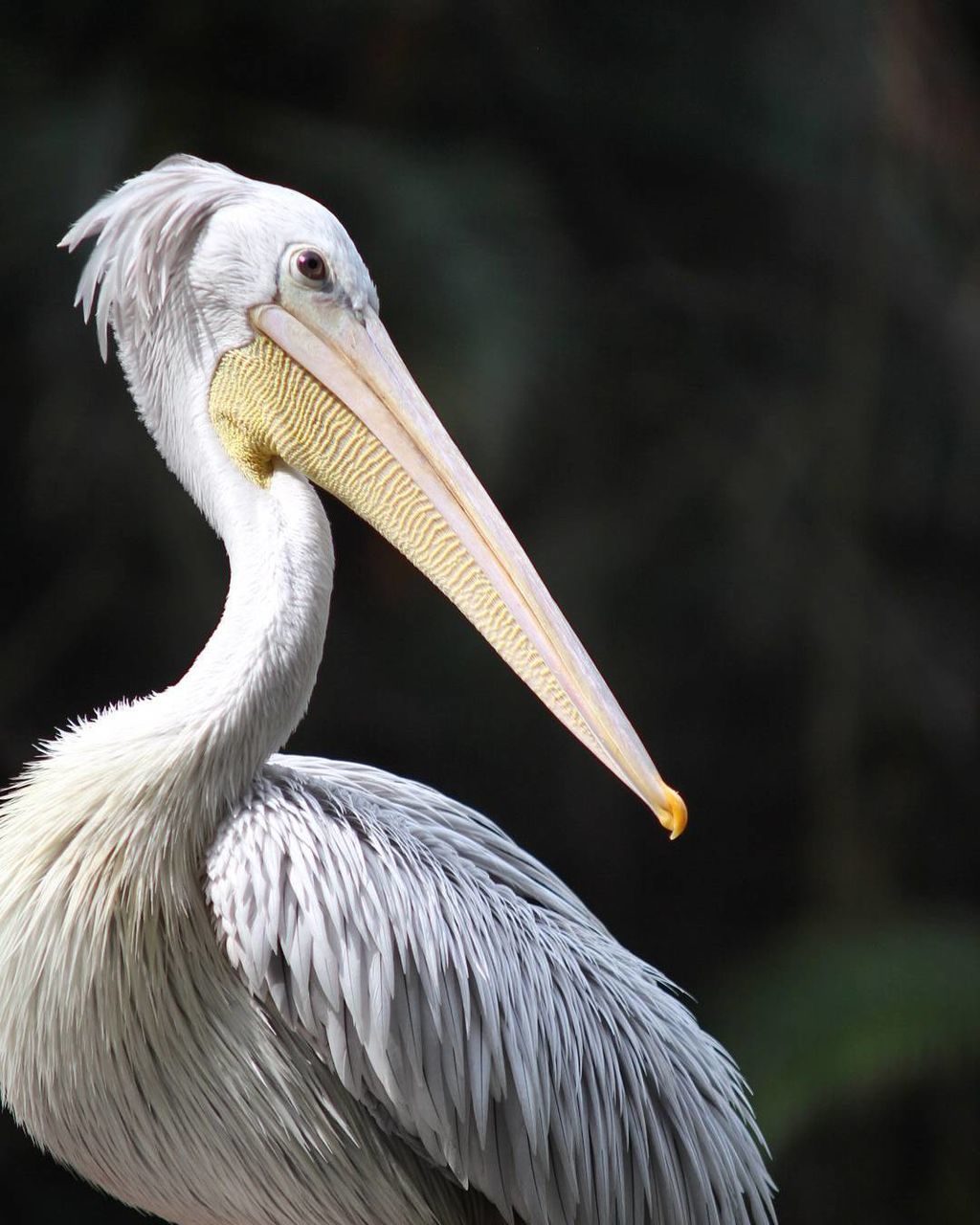 CLOSE-UP SIDE VIEW OF BIRD ON BRANCH