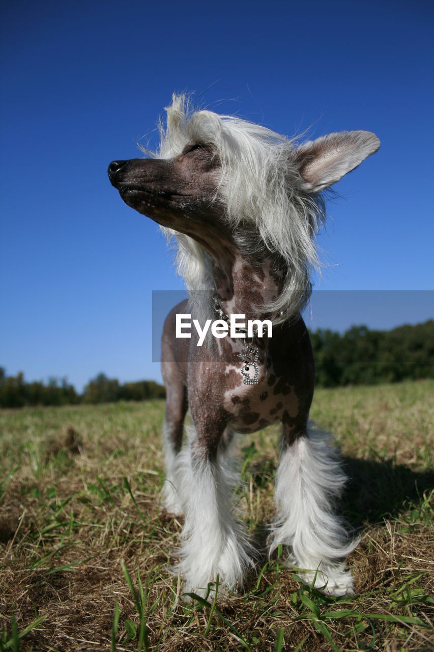 Close-up of dog on field against clear sky