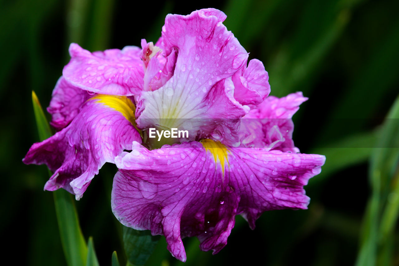 Close-up of pink iris flower