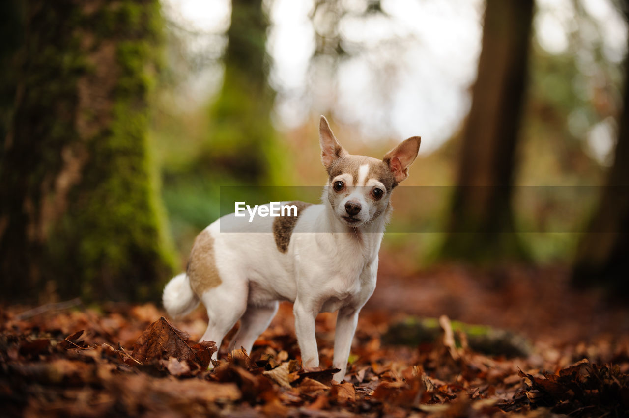 Portrait of chihuahua dog standing on dry leaves