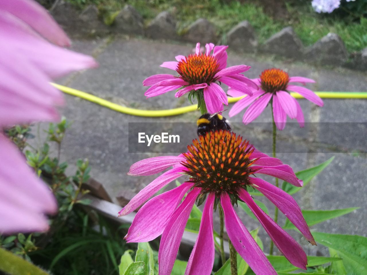 CLOSE-UP OF PINK AND PURPLE CONEFLOWER