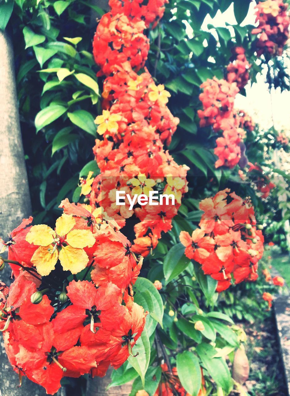 CLOSE-UP OF FLOWERS BLOOMING