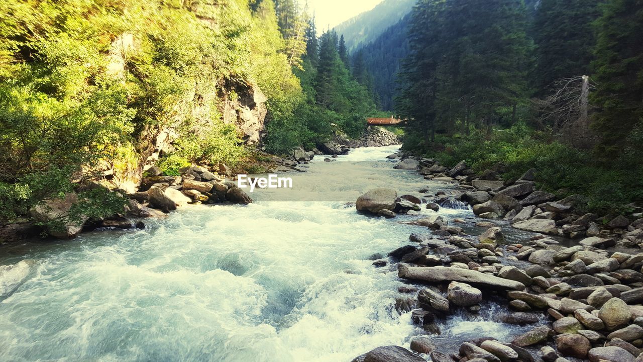 SCENIC VIEW OF RIVER FLOWING THROUGH FOREST
