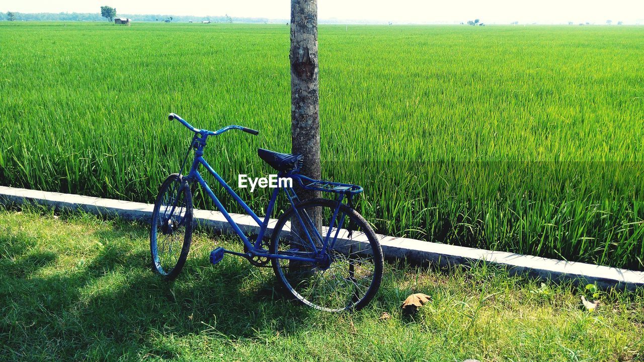 VIEW OF GRASSY LANDSCAPE