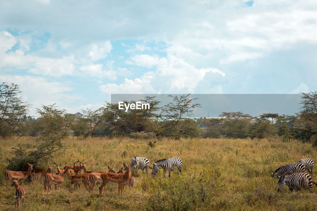 VIEW OF HORSES ON FIELD