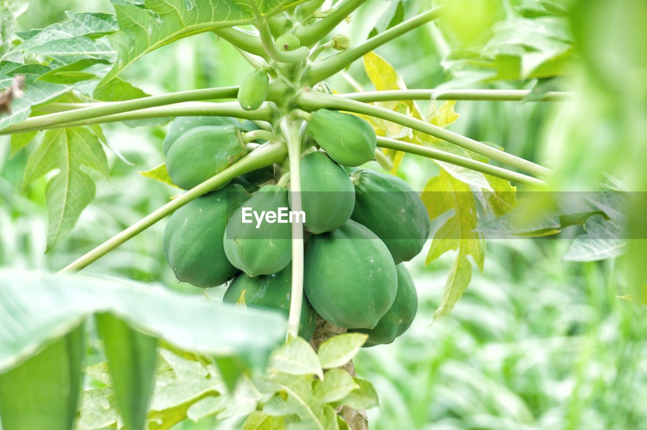 CLOSE-UP OF FRUIT GROWING IN PLANT