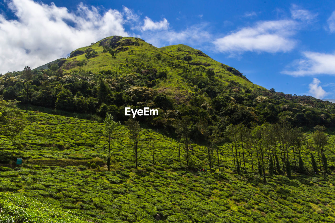 View of trees on landscape against cloudy sky