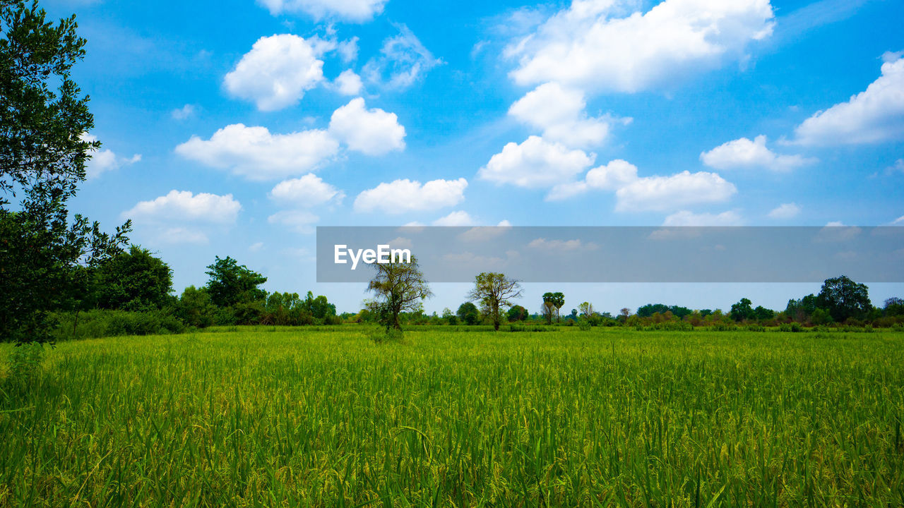 SCENIC VIEW OF FARMS AGAINST SKY