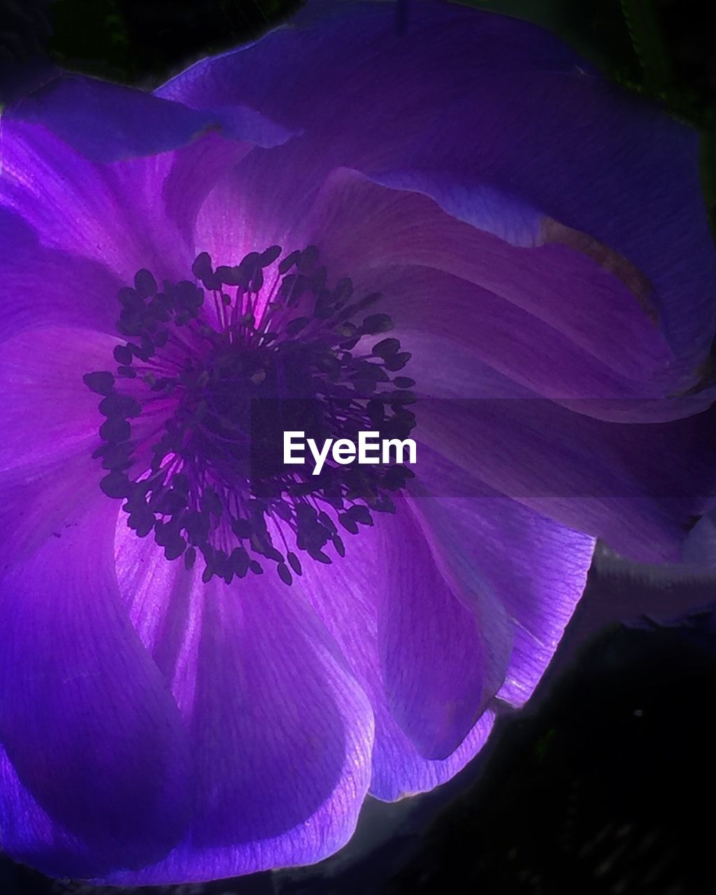 CLOSE-UP OF PURPLE PASSION FLOWER BLOOMING OUTDOORS