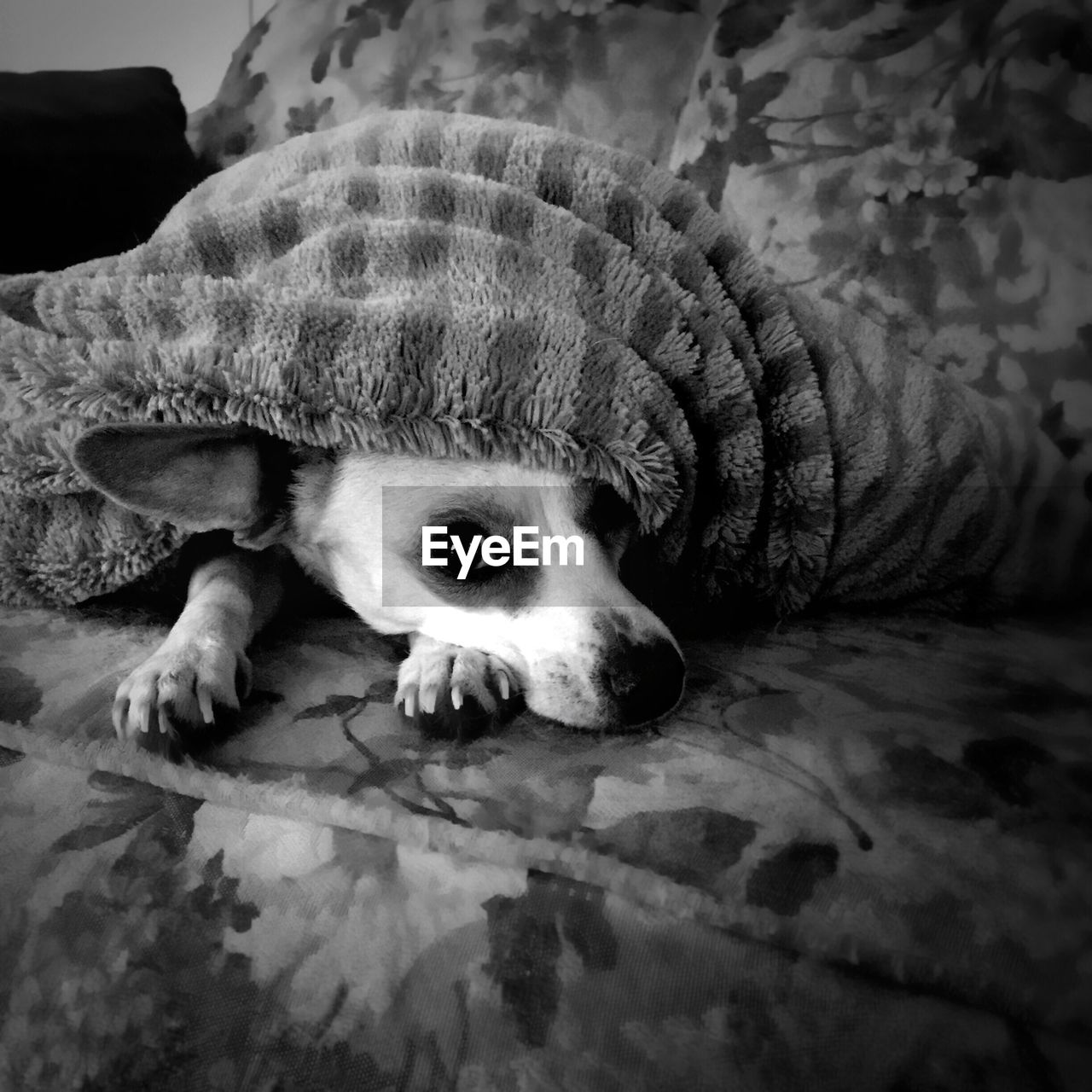 Portrait of dog relaxing under blanket on sofa