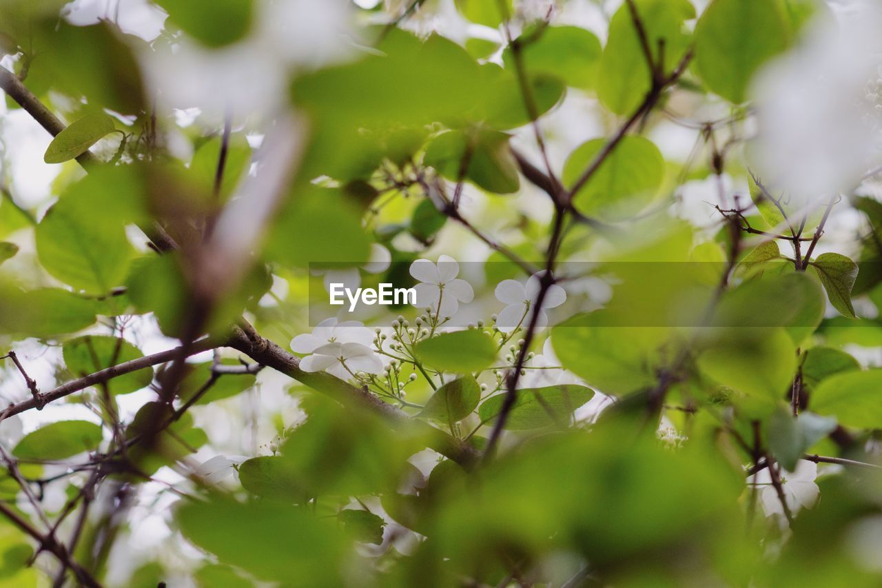 LOW ANGLE VIEW OF FLOWERING TREE