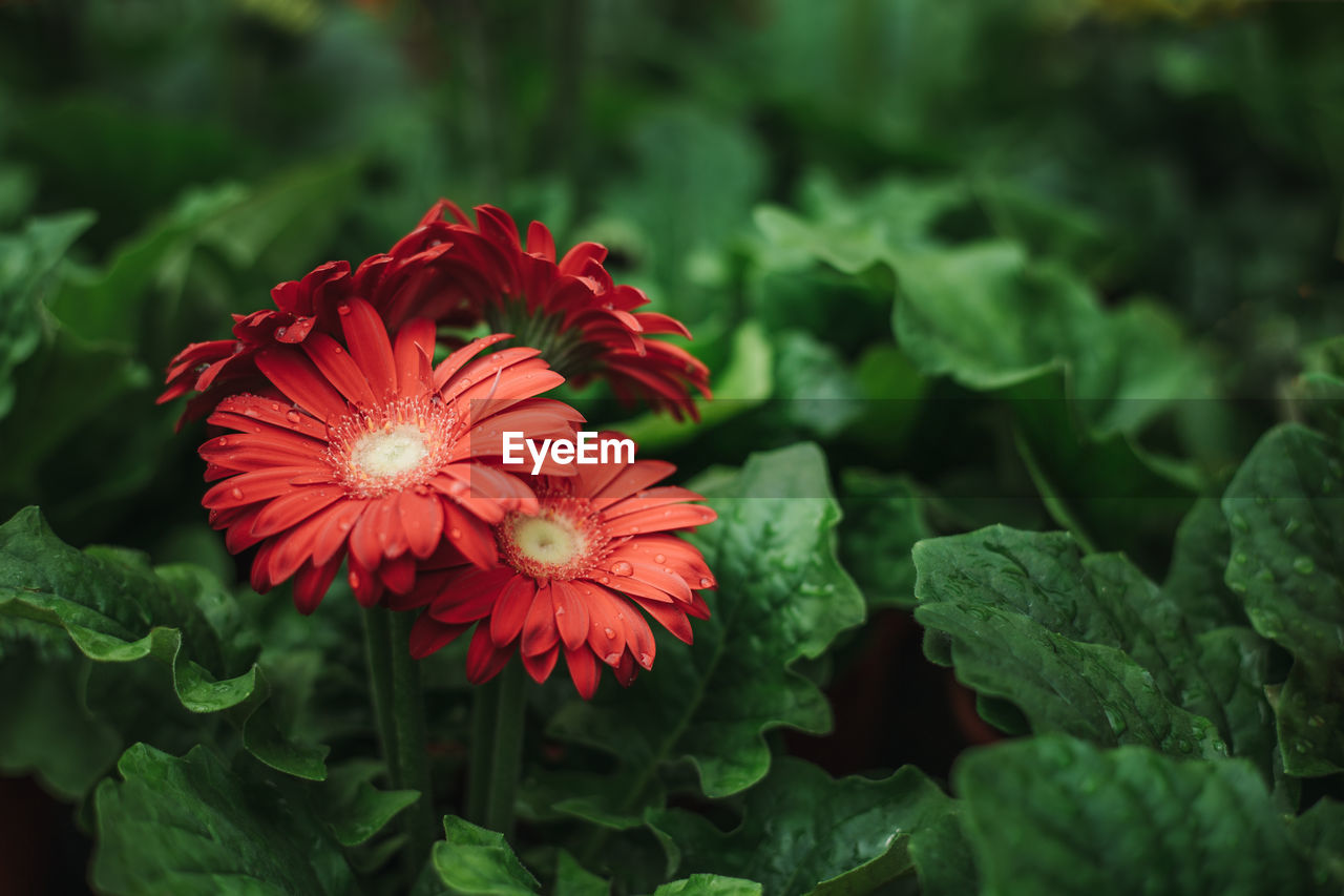 CLOSE-UP OF RED FLOWERING PLANTS