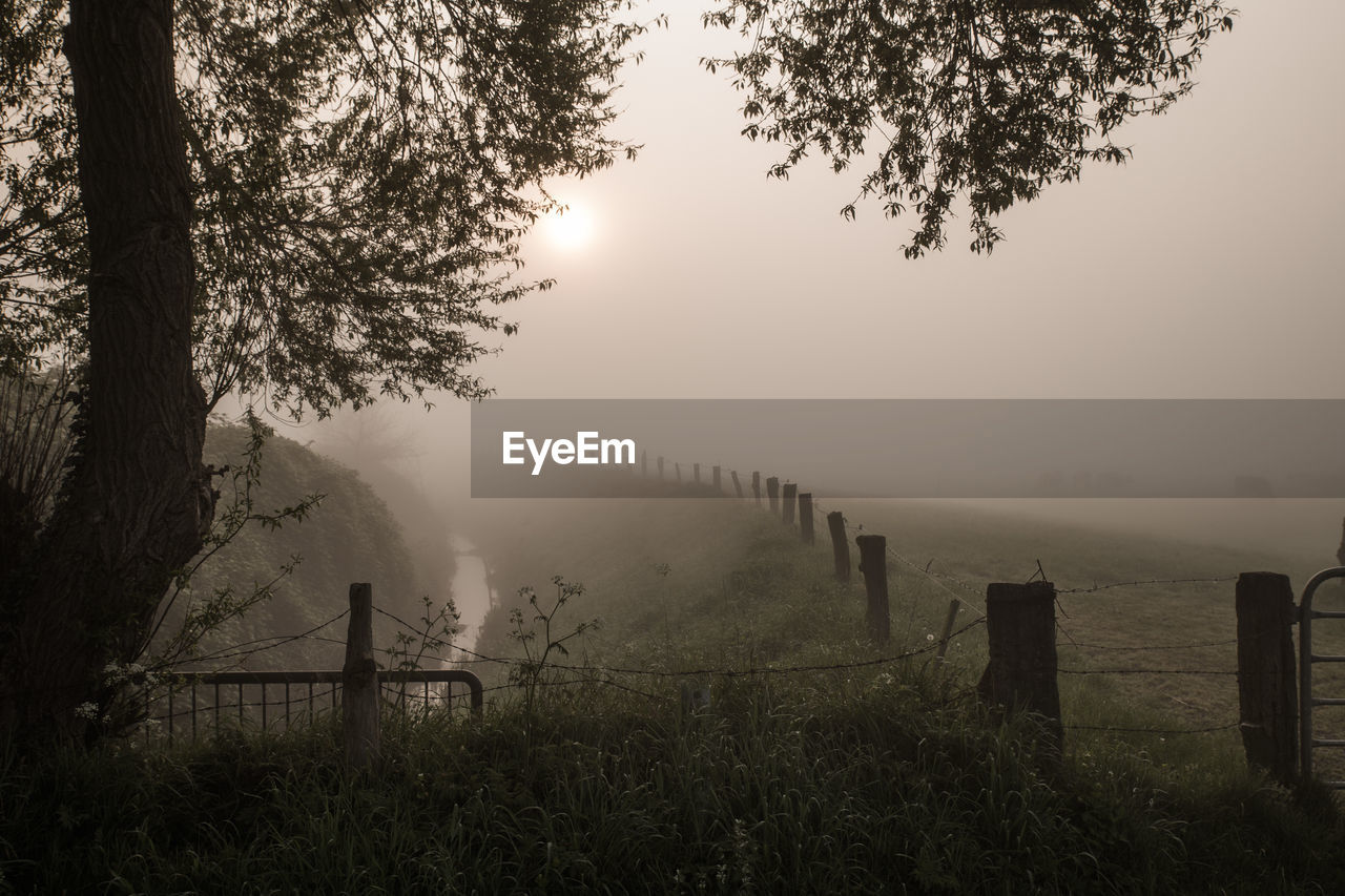 Silhouette of trees and fence during fog