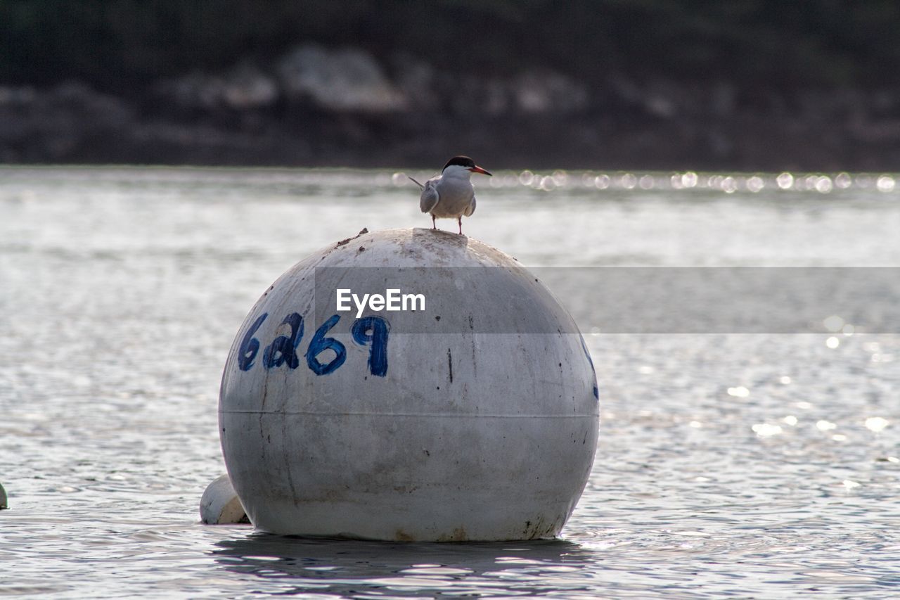 Bird perching on buoy in river