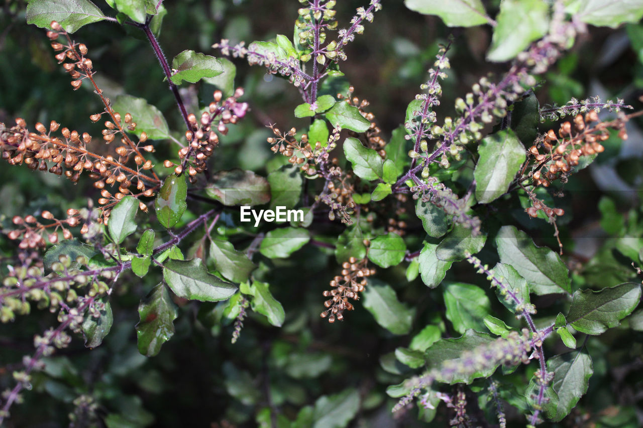 Close-up of holy basil tulsi plant