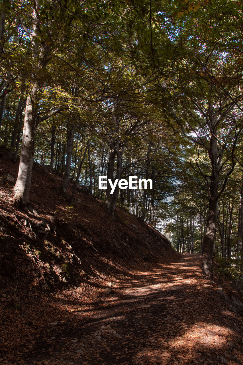VIEW OF TREES IN FOREST