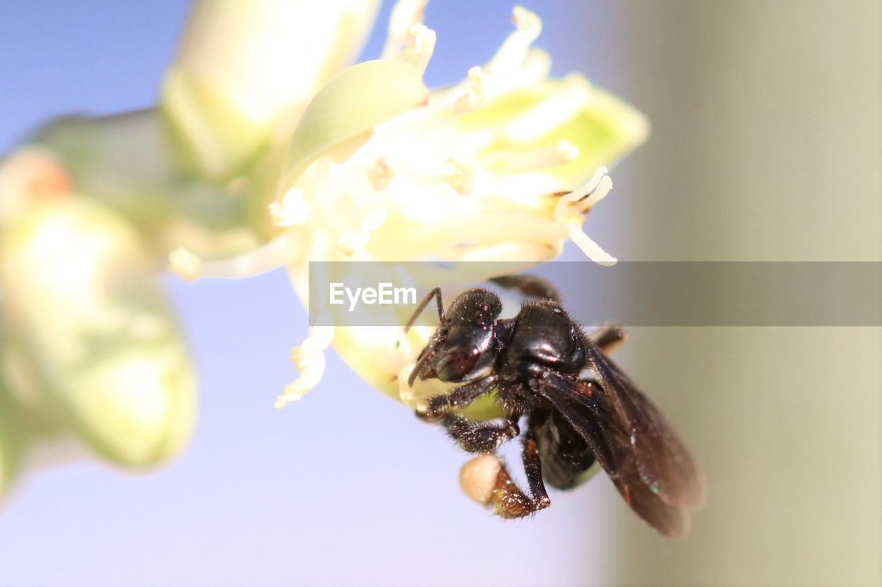 Bees in pollination process