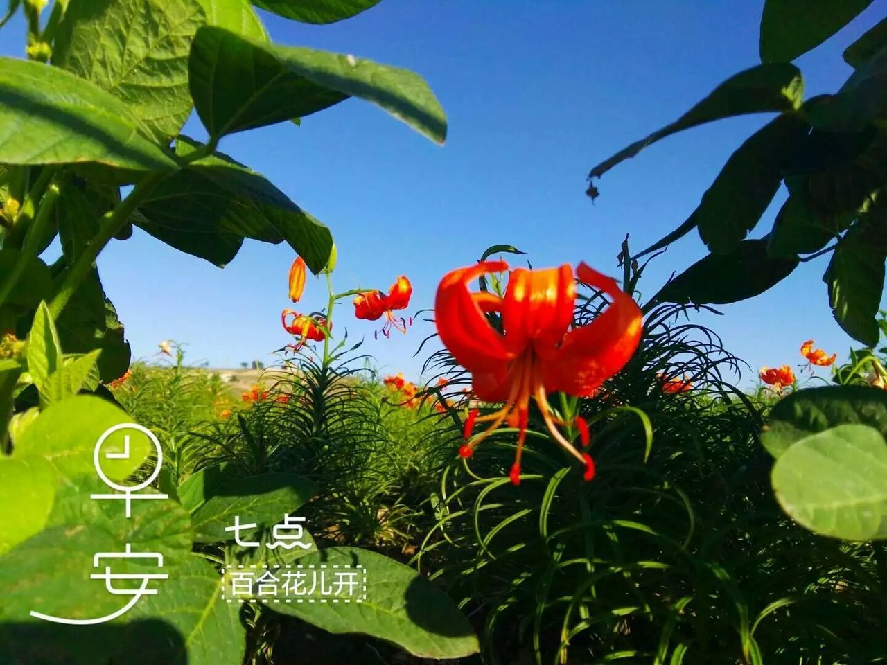 CLOSE-UP OF YELLOW FLOWERS AND LEAVES AGAINST BLUE SKY