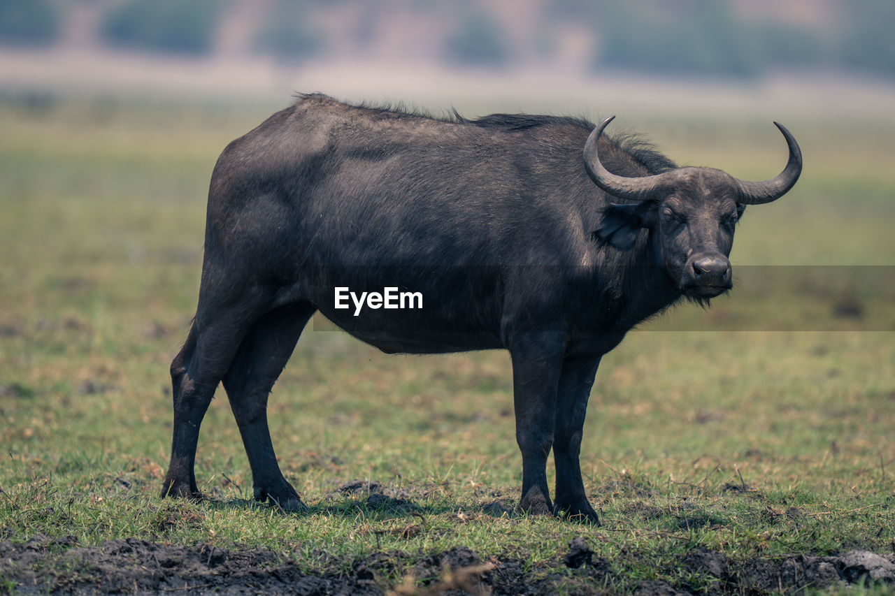 side view of buffalo on field