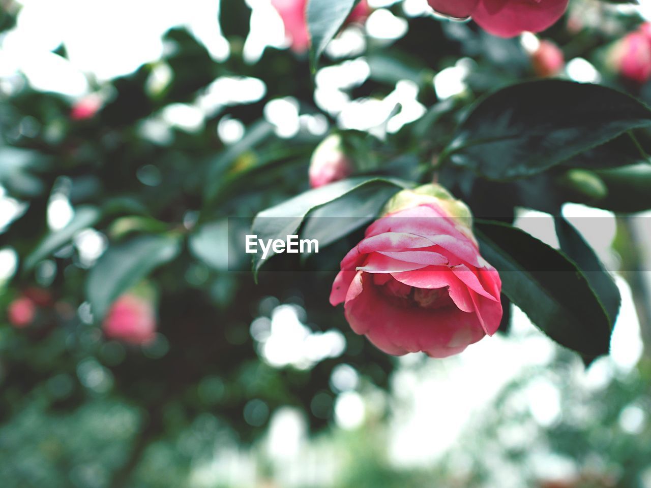 Close-up of pink flower