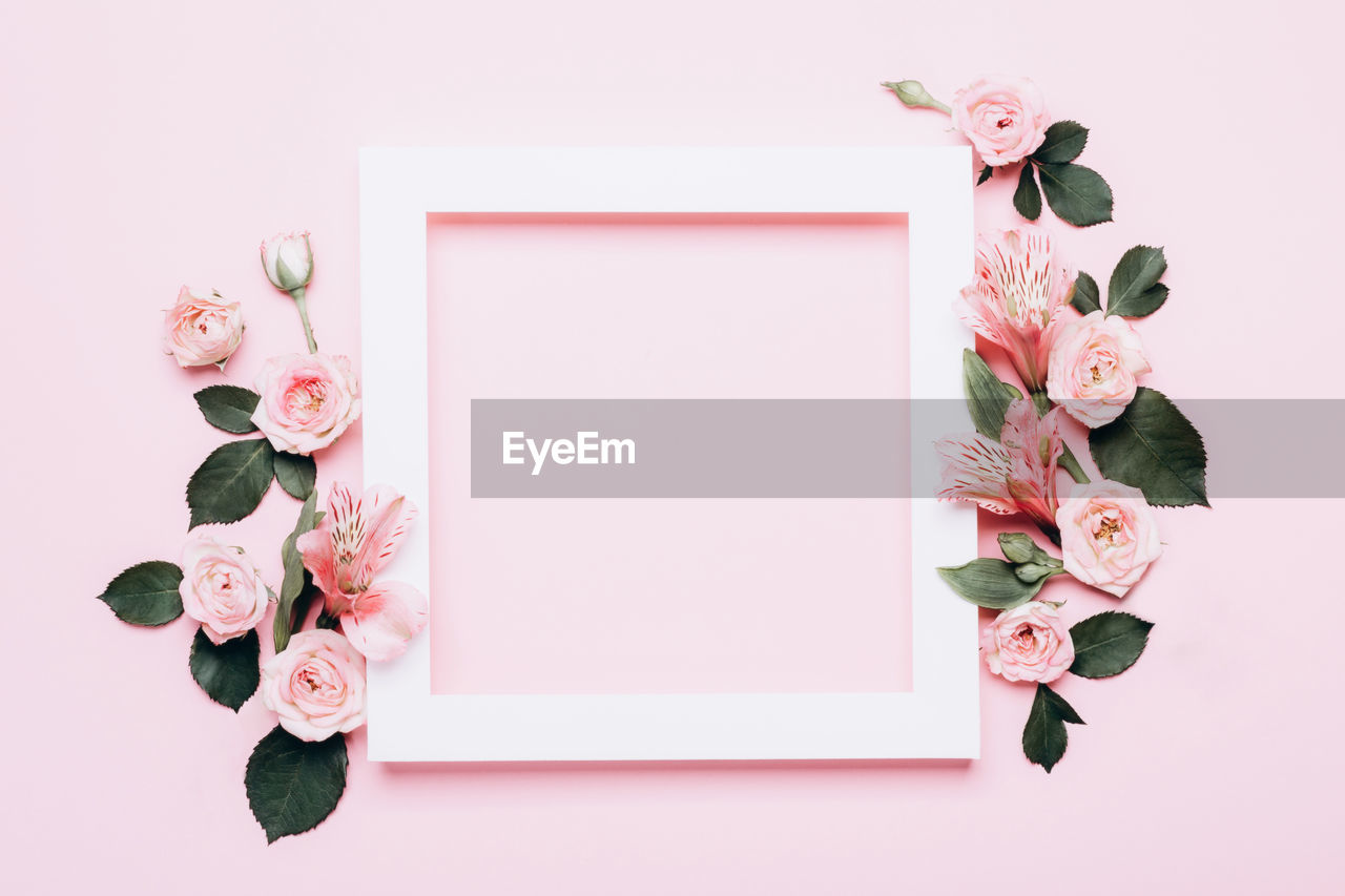 Square white frame and pink roses on pink background. beautiful flower arrangement for your design.