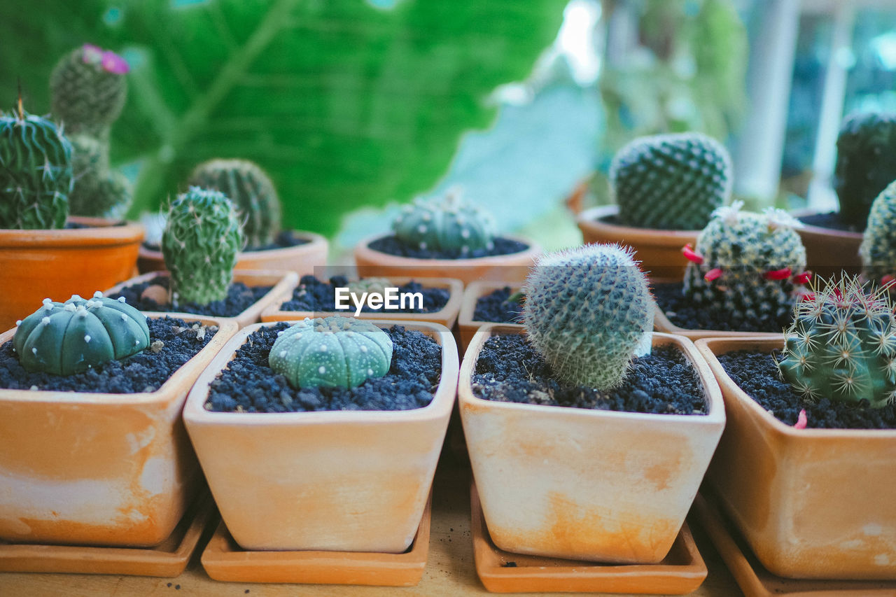 Close-up of potted plants for sale at market