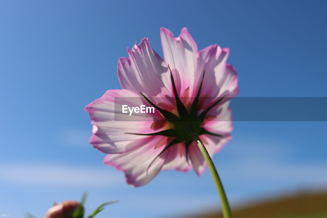 CLOSE-UP OF PINK COSMOS AGAINST SKY