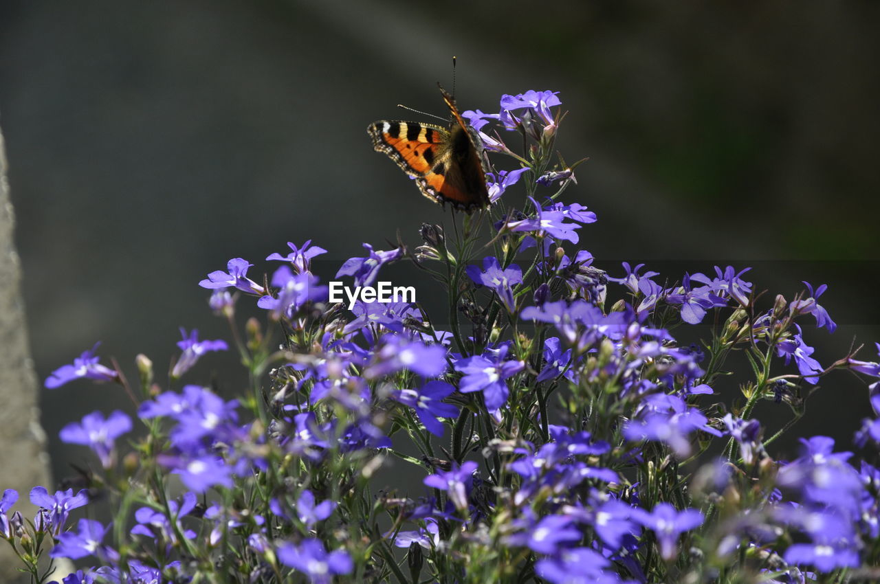 CLOSE-UP OF BUTTERFLY POLLINATING ON PURPLE FLOWERING