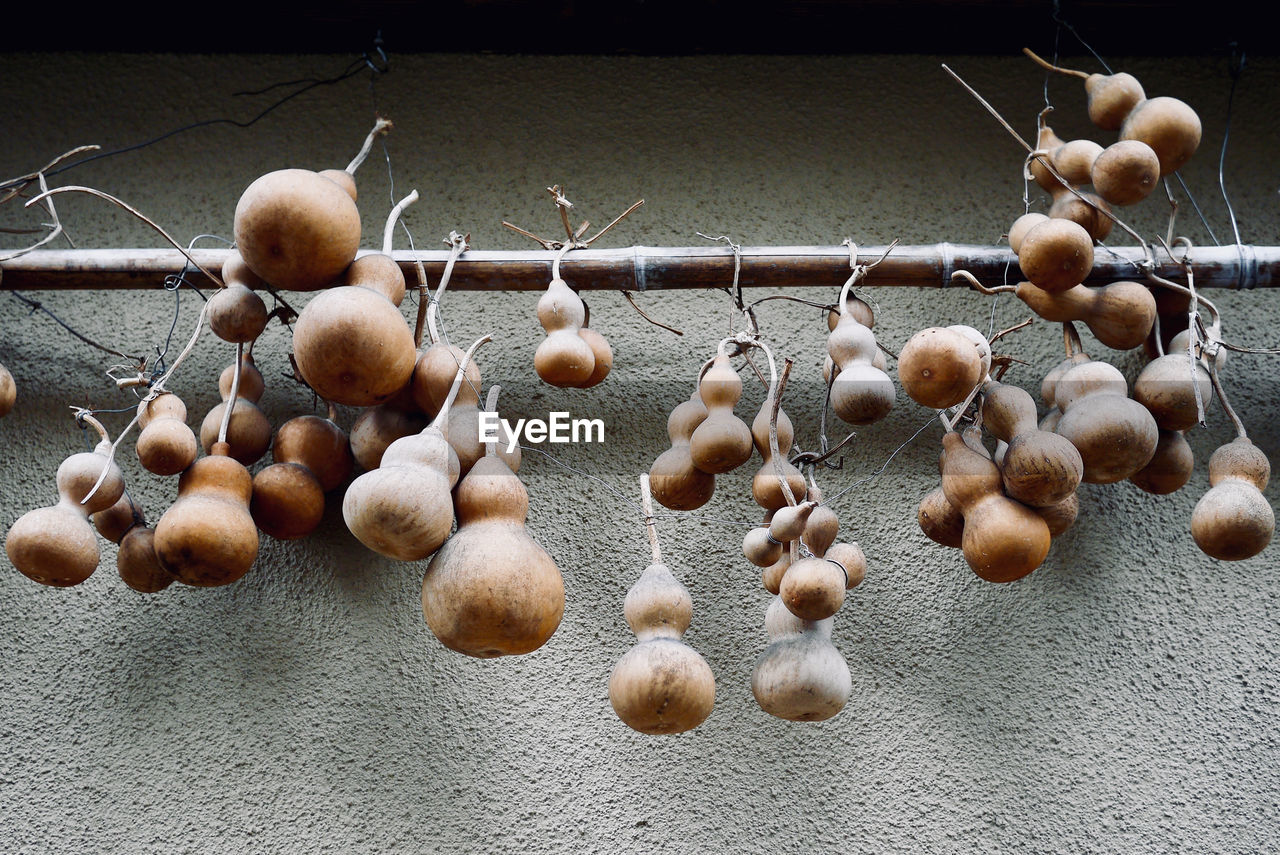 Close-up of gourds hanging on plant