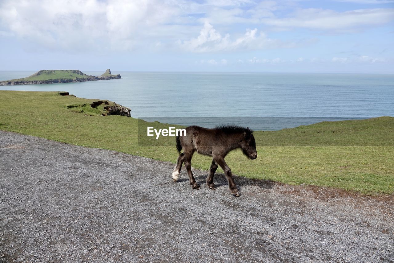 Horse walking along three cliffs bay 