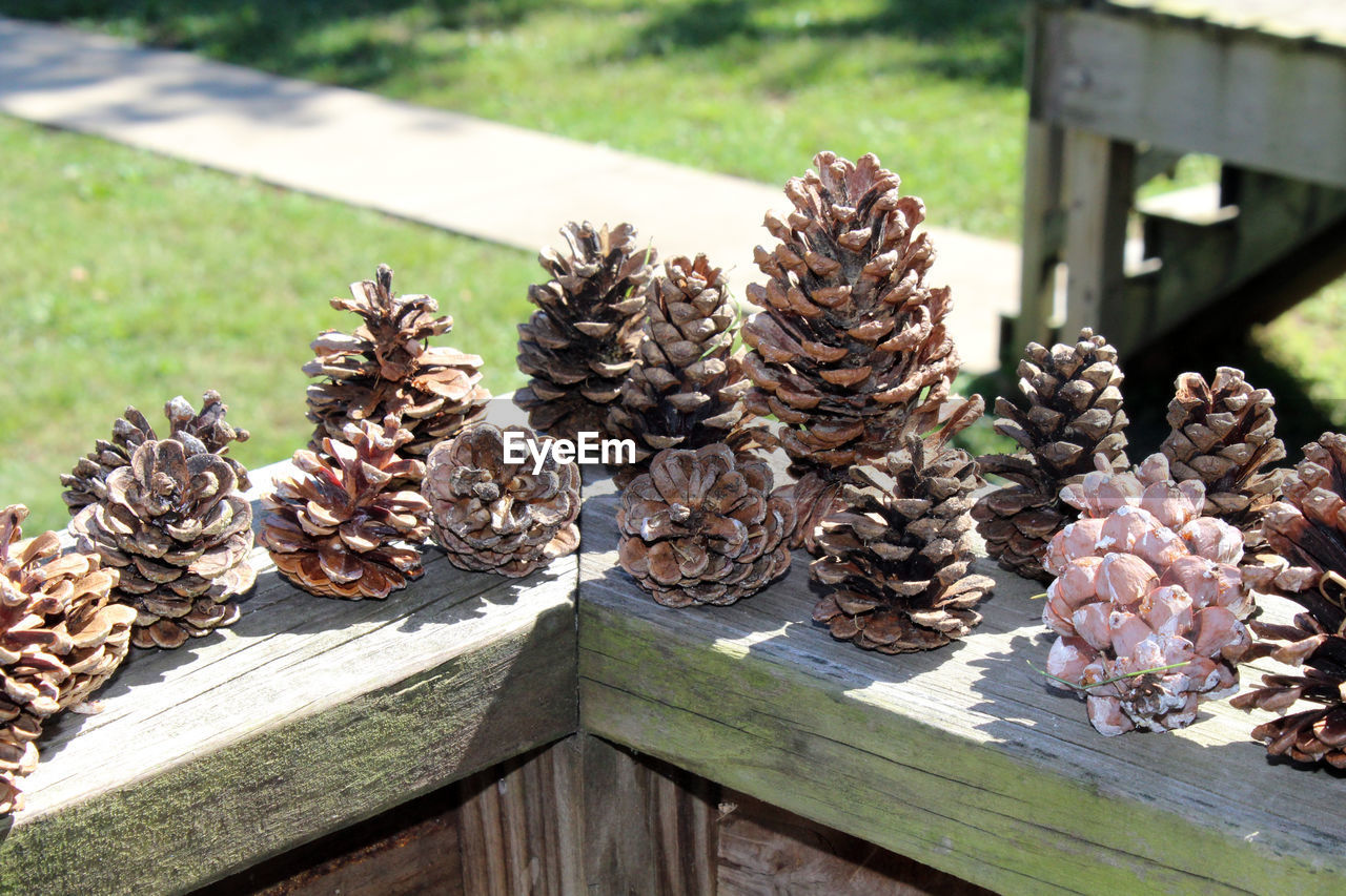 Close-up of pine cone