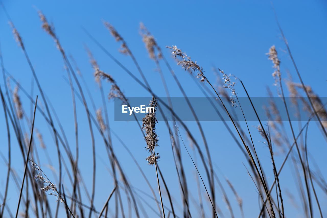 Close-up of grass stalks against clear blue sky