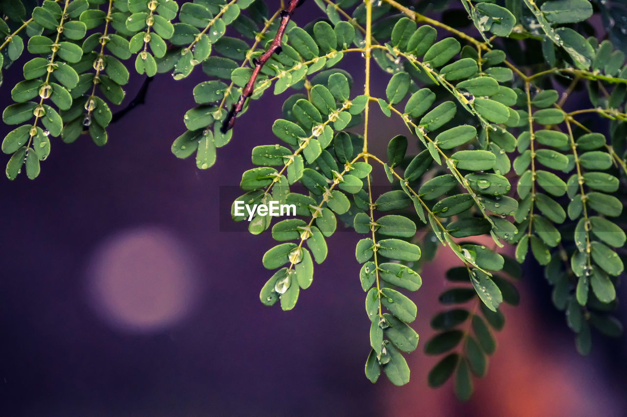 Close-up of fern leaves on tree