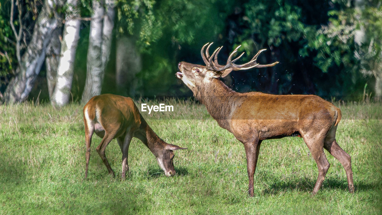 animal, animal themes, animal wildlife, mammal, wildlife, deer, plant, group of animals, nature, antler, tree, grass, no people, land, herbivorous, domestic animals, two animals, outdoors, forest, field, brown, standing, young animal, day, side view, beauty in nature, stag, full length, environment