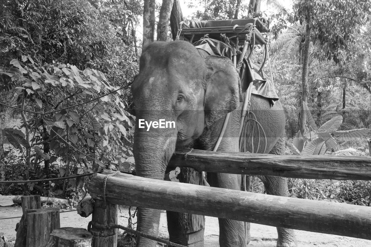 ELEPHANT AND TREES IN PARK