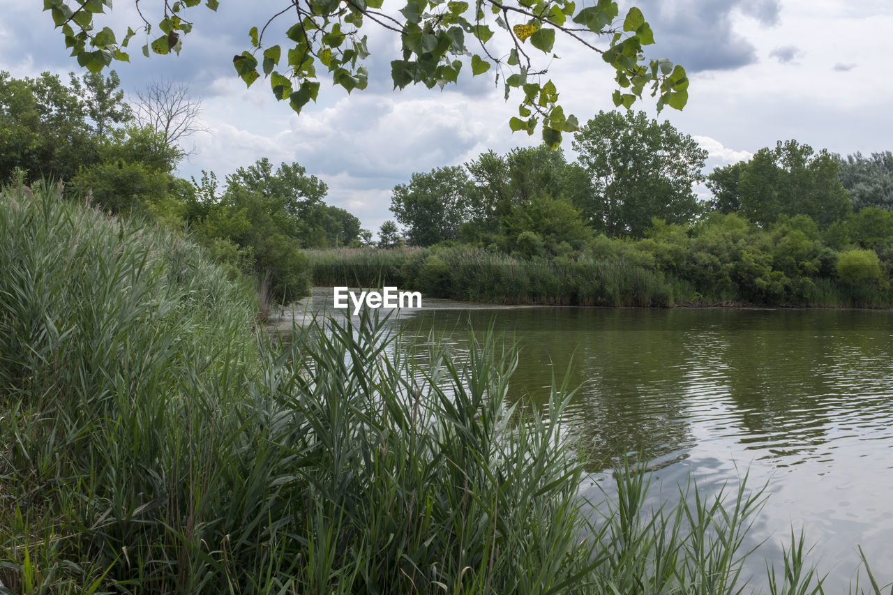 SCENIC VIEW OF LAKE WITH TREES IN BACKGROUND