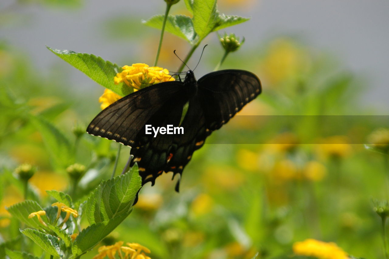 BUTTERFLY ON LEAF