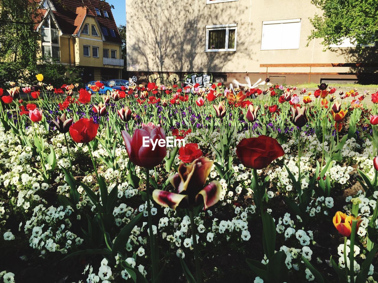 RED FLOWERS BLOOMING ON PLANT