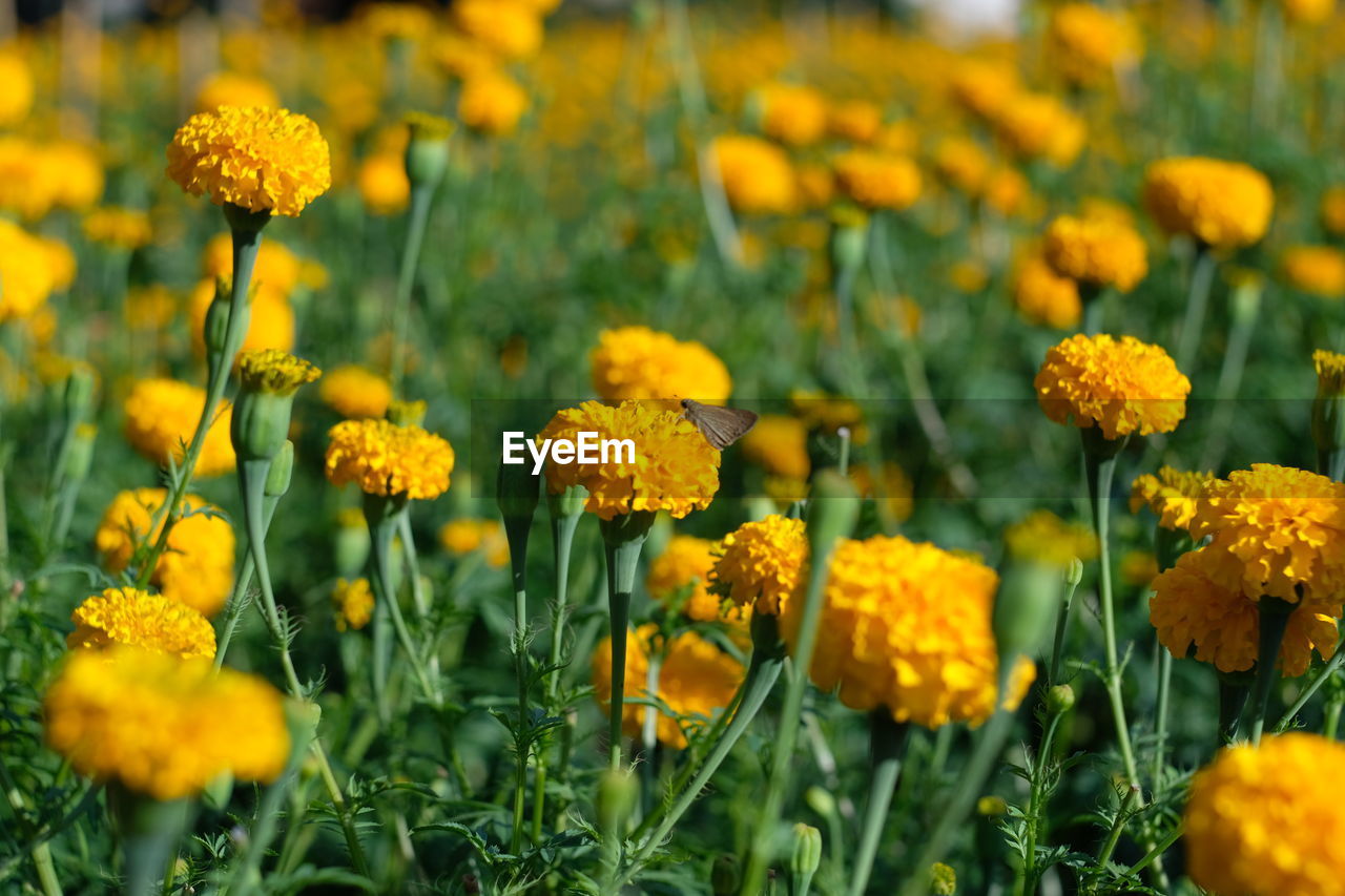 Close-up of yellow flowers on field