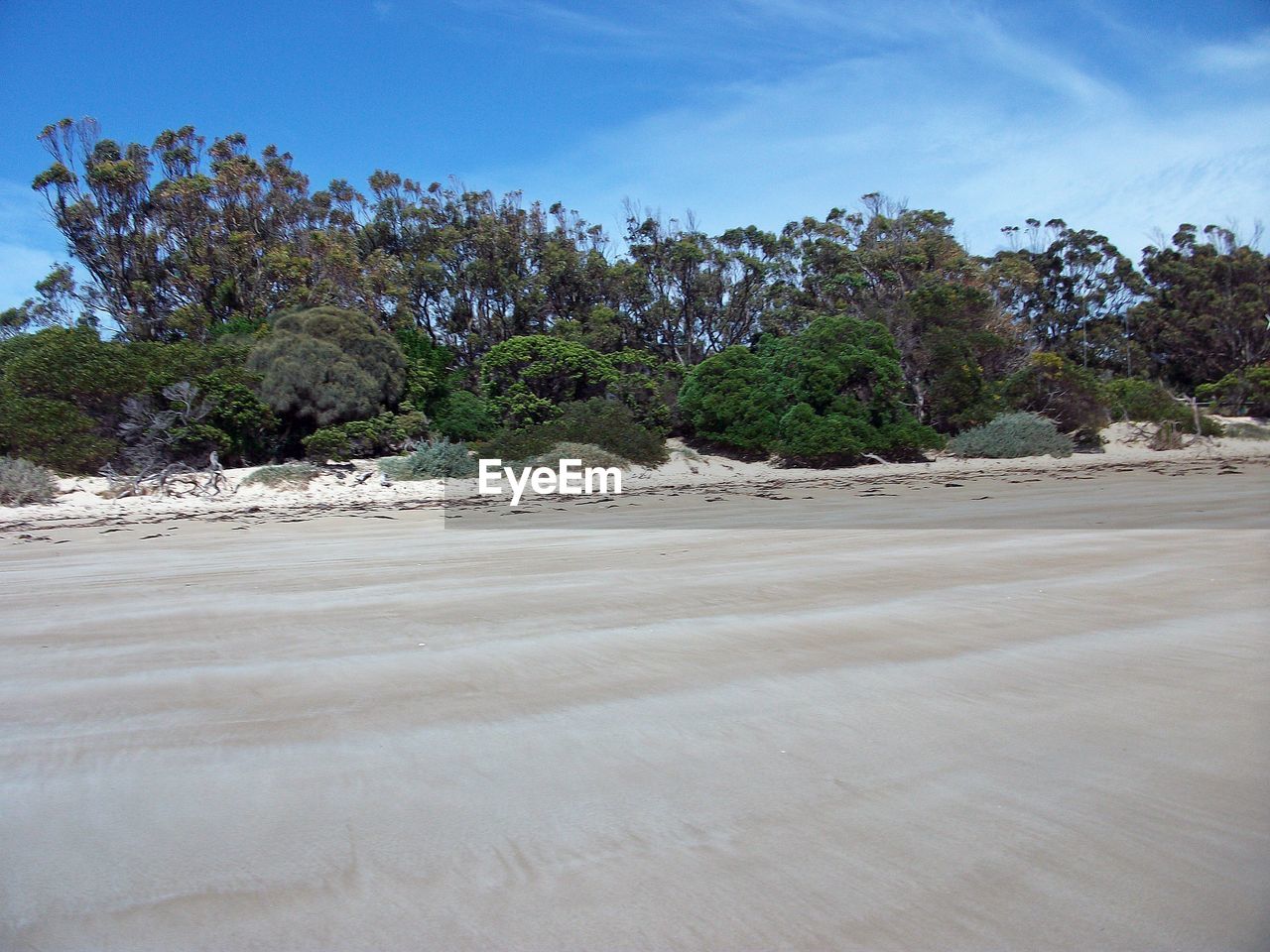 SCENIC VIEW OF TREES ON BEACH