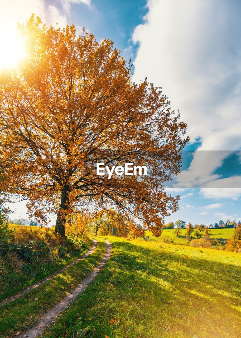 Tree on field against sky during autumn