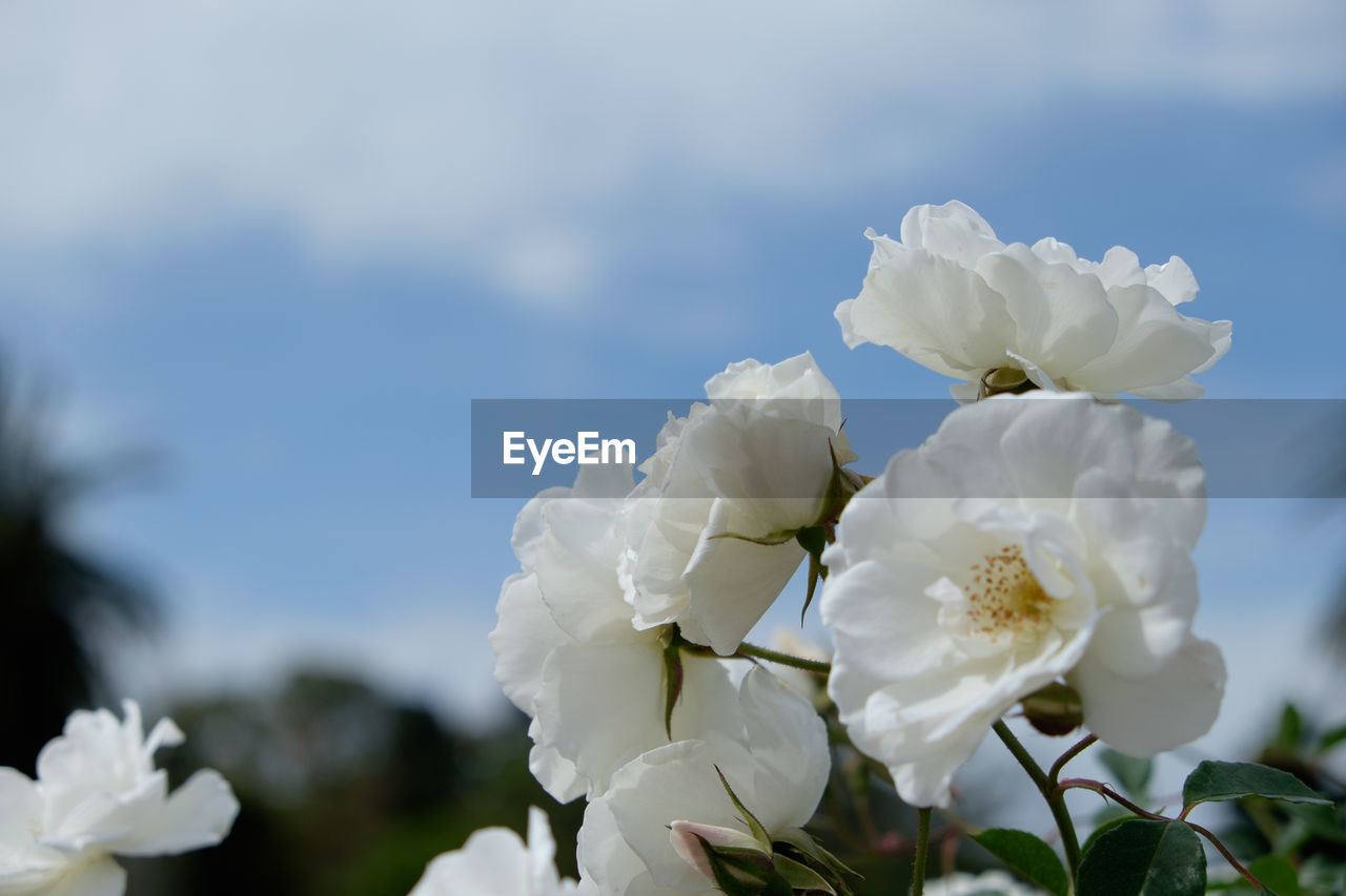 Close-up of white flowers blooming against sky